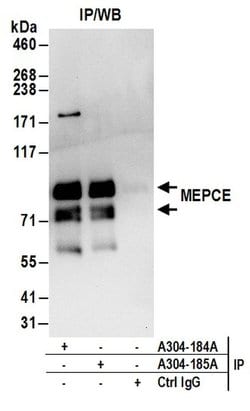MEPCE Rabbit anti-Human, Polyclonal, Bethyl Laboratories 10 &mu;L; Unconjugated:Antibodies,