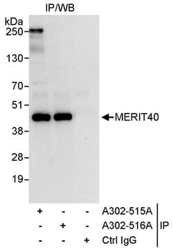 MERIT40 Rabbit anti-Human, Polyclonal, Bethyl Laboratories 10 &mu;L; Unconjugated:Antibodies,
