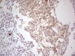 MET Mouse anti-Human, Clone: OTI1E6, lyophilized, TrueMAB 100 &mu;g; Unconjugated:Antibodies,