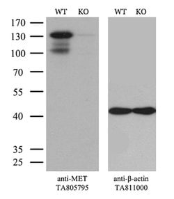 MET Mouse anti-Human, Clone: OTI1E6, lyophilized, TrueMAB 100 &mu;g; Unconjugated:Antibodies,