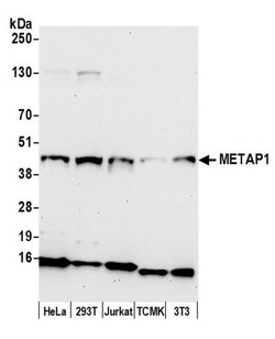 METAP1 Polyclonal Antibody, Bethyl Laboratories 20 &mu;L; Unconjugated:Antibodies,