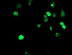 METT10D Mouse anti-Human, Clone: OTI3B5, lyophilized, TrueMAB 100 &mu;g;