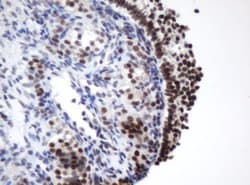 METT10D Mouse anti-Human, Clone: OTI3E8, lyophilized, TrueMAB 100 &mu;g;