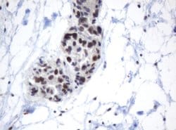 METT10D Mouse anti-Human, Clone: OTI3E8, lyophilized, TrueMAB 100 &mu;g;