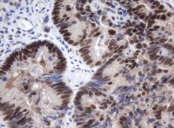 METT10D Mouse anti-Human, Clone: OTI3E8, lyophilized, TrueMAB 100 &mu;g;