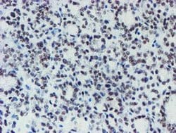 METT10D Mouse anti-Human, Clone: OTI3B5, liquid, TrueMAB 100 &mu;L; Unconjugated:Antibodies,