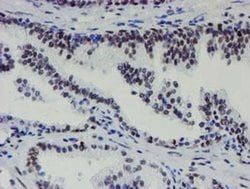 METT10D Mouse anti-Human, Clone: OTI3B5, liquid, TrueMAB 100 &mu;L; Unconjugated:Antibodies,