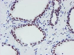 METT10D Mouse anti-Human, Clone: OTI3B5, liquid, TrueMAB 100 &mu;L; Unconjugated:Antibodies,