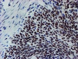 METT10D Mouse anti-Human, Clone: OTI3B5, liquid, TrueMAB 100 &mu;L; Unconjugated:Antibodies,