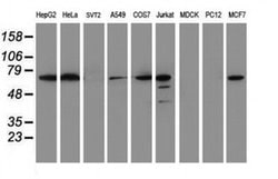 METT10D Mouse anti-Human, Clone: OTI3B5, liquid, TrueMAB 100 &mu;L; Unconjugated:Antibodies,