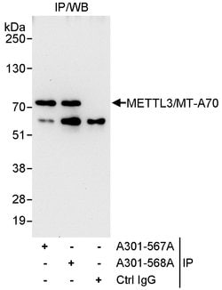 METTL3/MT-A70 Rabbit anti-Human, Polyclonal, Bethyl Laboratories 100 &mu;l;