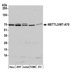 METTL3/MT-A70 Polyclonal Antibody, Bethyl Laboratories 20 &mu;L; Unconjugated:Antibodies,