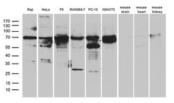 METTL3 Mouse anti-Human, Mouse, Rat, Clone: OTI1B7, lyophilized, TrueMAB