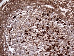METTL7A Mouse anti-Human, Clone: OTI4B10, liquid, TrueMAB 100 &mu;L | Buy Online | Origene Technologies | Fisher Scientific