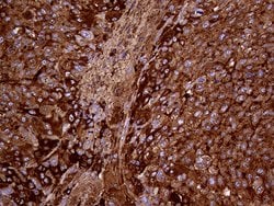 METTL7A Mouse anti-Human, Clone: OTI4B10, liquid, TrueMAB 100 &mu;L | Buy Online | Origene Technologies | Fisher Scientific