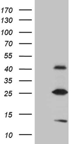 METTL7A Mouse anti-Human, Clone: OTI4B10, liquid, TrueMAB 100 &mu;L | Buy Online | Origene Technologies | Fisher Scientific