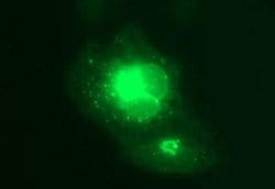 MFAP3 Monoclonal Antibody (OTI1B3), TrueMAB , OriGene 100 &mu;L; Unconjugated:Antibodies,