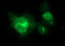 MFAP3 Monoclonal Antibody (OTI1G1), TrueMAB , OriGene 100 &mu;L; Unconjugated:Antibodies,