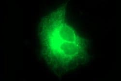 MFAP3 Monoclonal Antibody (OTI2D2), TrueMAB , OriGene:Antibodies:Primary
