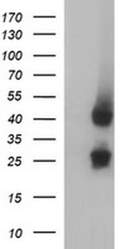 MFAP3 Monoclonal Antibody (OTI1G1), TrueMAB , OriGene 100 &mu;L; Unconjugated:Antibodies,