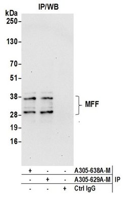 MFF Polyclonal Antibody, Bethyl Laboratories 20 &mu;L; Unconjugated:Antibodies,