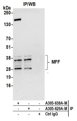 MFF Polyclonal Antibody, Bethyl Laboratories 20 &mu;L; Unconjugated:Antibodies,