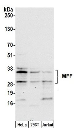 MFF Polyclonal Antibody, Bethyl Laboratories 20 &mu;L; Unconjugated:Antibodies,