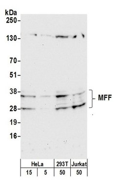 MFF Polyclonal Antibody, Bethyl Laboratories 20 &mu;L; Unconjugated:Antibodies,
