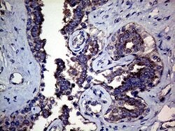 MFGE8 Mouse anti-Human, Clone: OTI7A4, lyophilized, TrueMAB 100 &mu;g;
