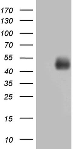 MFGE8 Mouse anti-Human, Clone: OTI7A4, lyophilized, TrueMAB 100 &mu;g;