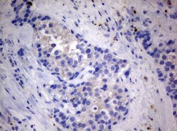 MFN1 Mouse anti-Human, Clone: OTI4H4, lyophilized, TrueMAB 100 &mu;g; Unconjugated:Antibodies,