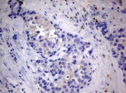 MFN1 Monoclonal Antibody (OTI4H4), TrueMAB , OriGene:Antibodies:Primary