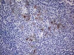 MFN1 Monoclonal Antibody (OTI4H4), TrueMAB , OriGene:Antibodies:Primary