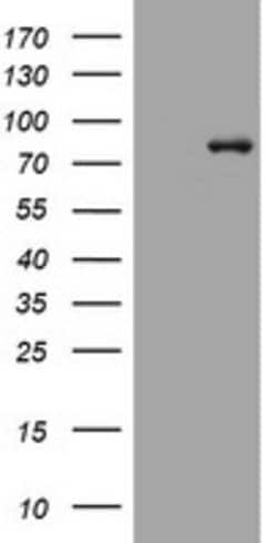 MFN1 Mouse anti-Human, Clone: OTI4H4, lyophilized, TrueMAB 100 &mu;g; Unconjugated:Antibodies,