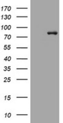 MFN1 Monoclonal Antibody (OTI4H4), TrueMAB , OriGene 100 &mu;L; Unconjugated:Antibodies,