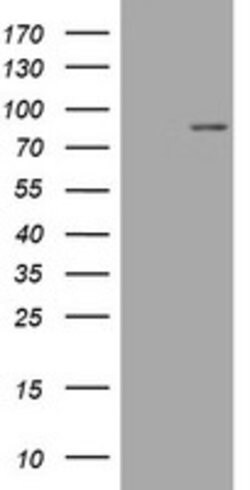 MFN1 Monoclonal Antibody (OTI3C5), TrueMAB , OriGene 100 &mu;L; Unconjugated:Antibodies,
