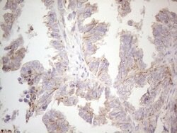 MGC12965 Mouse anti-Human, Clone: OTI3A9, lyophilized, TrueMAB 100 &mu;g;