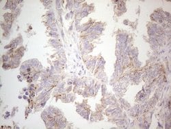 MGC12965 Monoclonal Antibody (OTI3A9), TrueMAB , OriGene 100 &mu;L; Unconjugated:Antibodies,