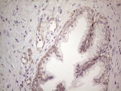 MGC12965 Mouse anti-Human, Clone: OTI3A9, lyophilized, TrueMAB 100 &mu;g;