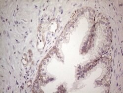 MGC12965 Monoclonal Antibody (OTI3A9), TrueMAB , OriGene 100 &mu;L; Unconjugated:Antibodies,