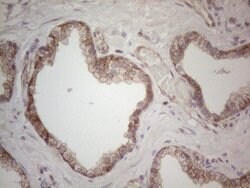 MGC12965 Mouse anti-Human, Clone: OTI3A9, lyophilized, TrueMAB 100 &mu;g;