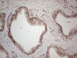 MGC12965 Monoclonal Antibody (OTI3A9), TrueMAB , OriGene 100 &mu;L; Unconjugated:Antibodies,