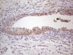 MGC12965 Mouse anti-Human, Clone: OTI3A9, lyophilized, TrueMAB 100 &mu;g;