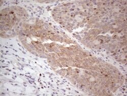 MGC12965 Mouse anti-Human, Clone: OTI3A9, lyophilized, TrueMAB 100 &mu;g;