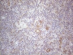 MGC12965 Mouse anti-Human, Clone: OTI3A9, lyophilized, TrueMAB 100 &mu;g;