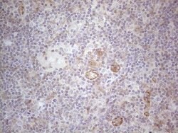 MGC12965 Monoclonal Antibody (OTI3A9), TrueMAB , OriGene 100 &mu;L; Unconjugated:Antibodies,