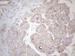 MGC12965 Mouse anti-Human, Clone: OTI3A9, lyophilized, TrueMAB 100 &mu;g;