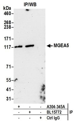 MGEA5 Rabbit anti-Human, Polyclonal, Bethyl Laboratories 10 &mu;L; Unconjugated:Antibodies,