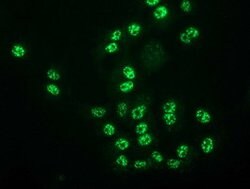 MGLL Mouse anti-Human, Clone: OTI4D1, lyophilized, TrueMAB 100 &mu;g; Unconjugated:Antibodies,