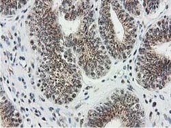MGLL Monoclonal Antibody (OTI2B11), TrueMAB , OriGene:Antibodies:Primary
